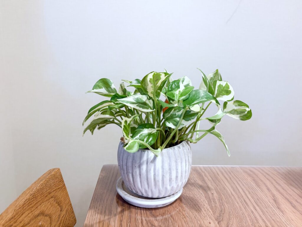 育てやすくて初心者におすすめの小型観葉植物