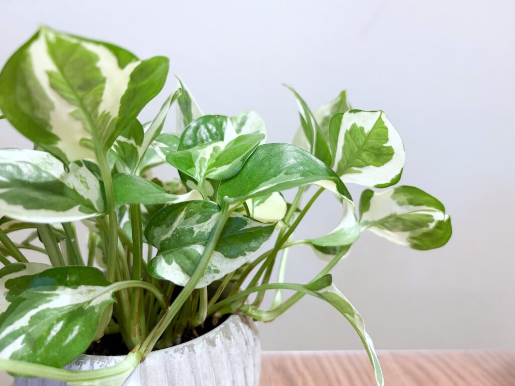育てやすくて初心者におすすめの小型観葉植物