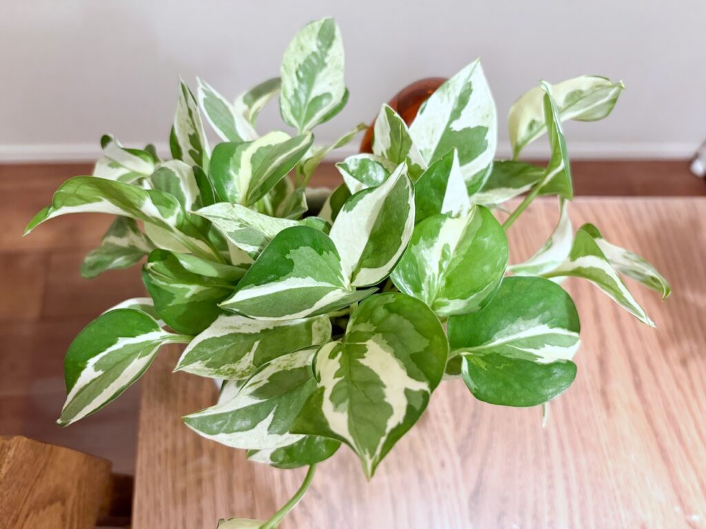 育てやすくて初心者におすすめの小型観葉植物