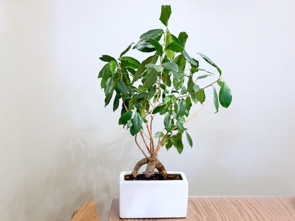 育てやすくて初心者におすすめの小型観葉植物