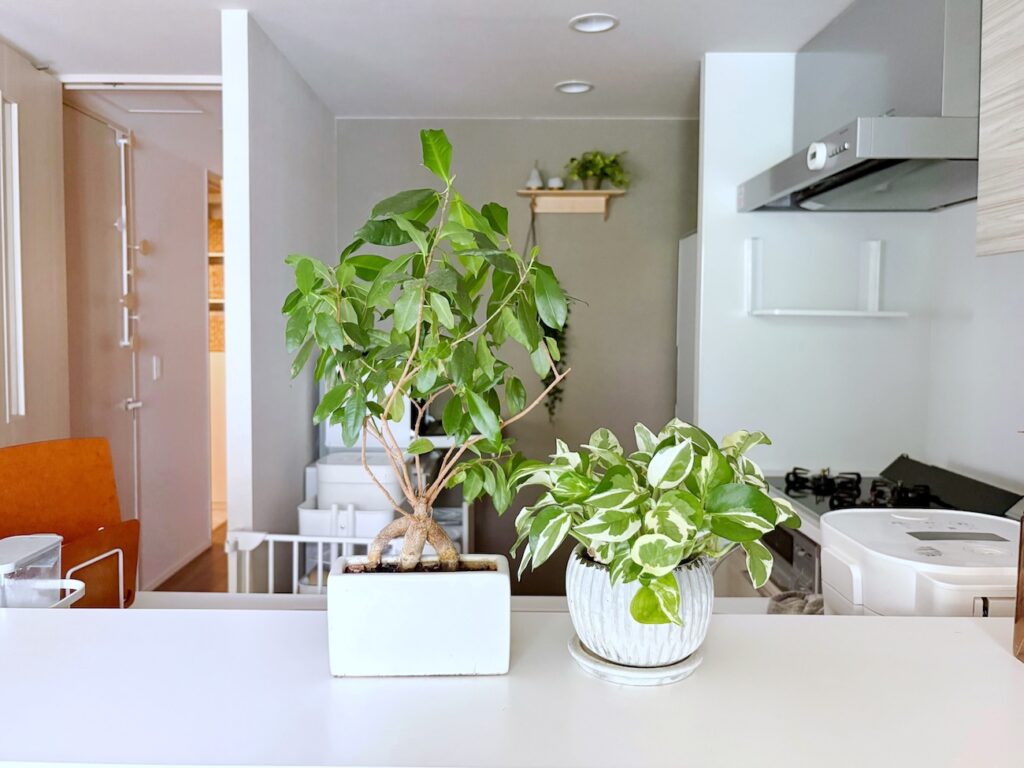 育てやすくて初心者におすすめの小型観葉植物