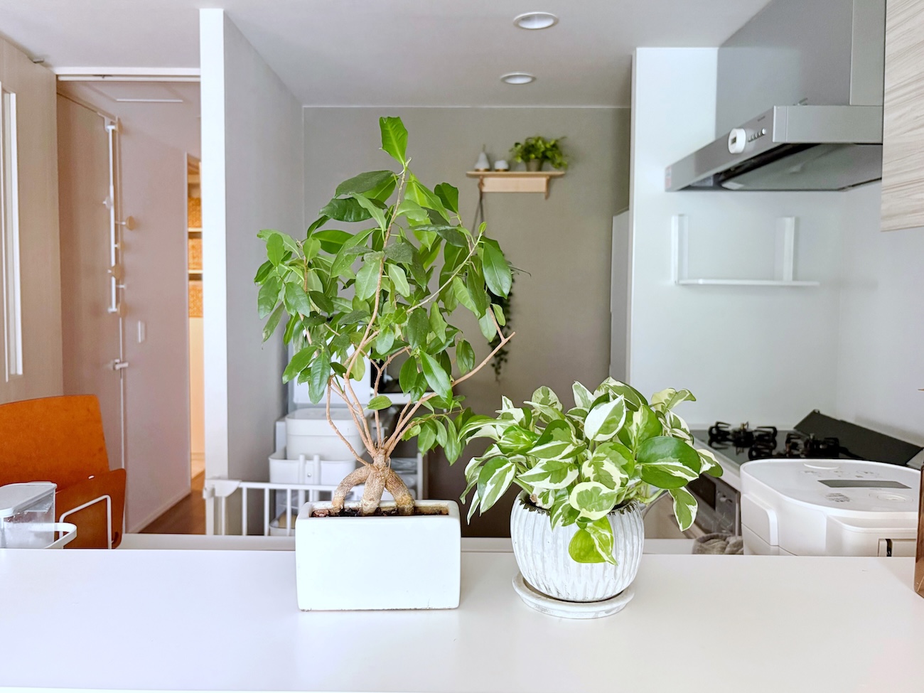 育てやすくて初心者におすすめ、手軽に始める小型観葉植物 | nice and warm