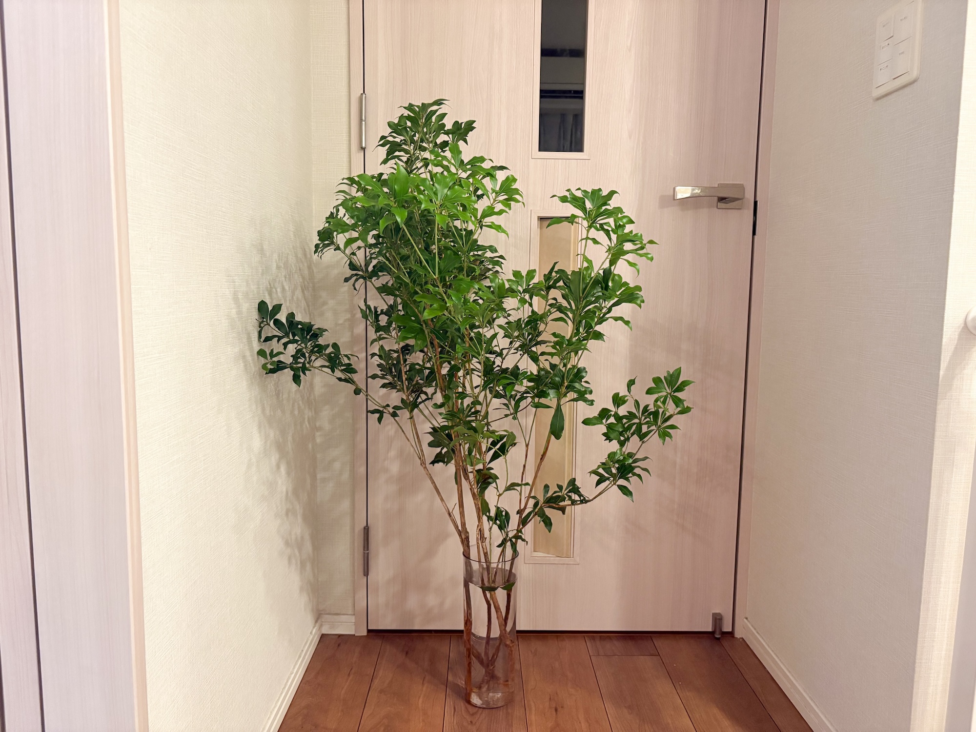 大きな枝ものが毎月届く「SiKiTO」定期便の魅力とは | nice and warm