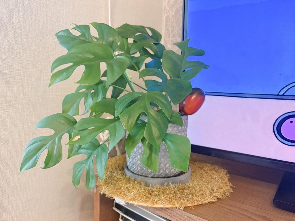 観葉植物と一緒に揃えたいアイテム8選。calmland(カームランド)「PLANTS‘RUG」