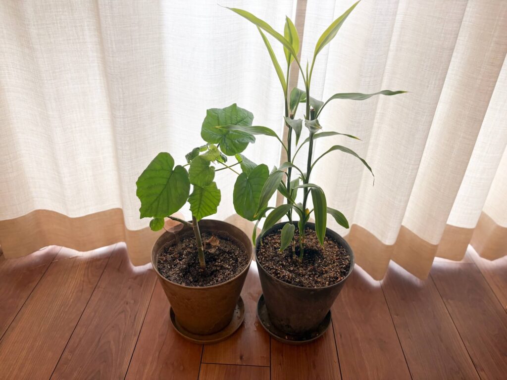 観葉植物と一緒に揃えたいアイテム8選。amabro（アマブロ）「ART STONE」